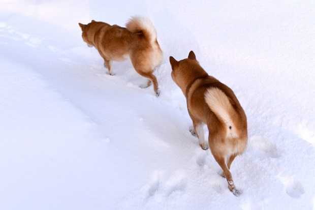 犬の直列