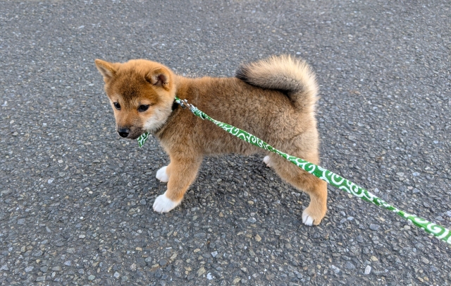 柴犬の子犬