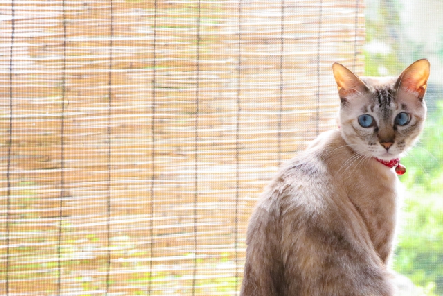 大陸合理論における猫