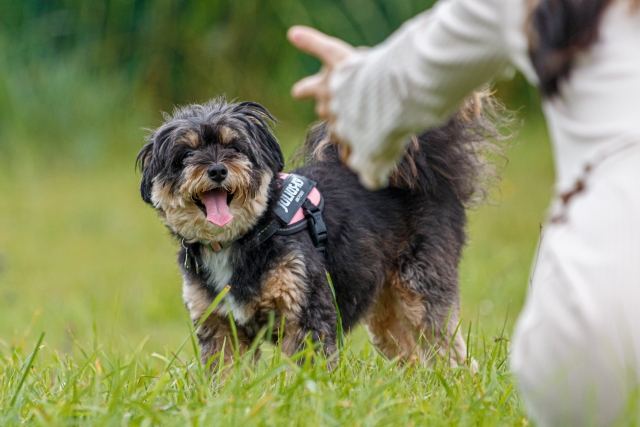 大陸合理論における犬