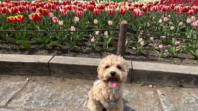 中町綾 犬 犬種