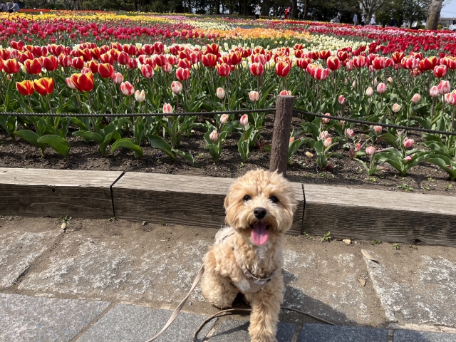 中町綾 犬 犬種