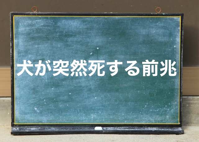 犬 突然死 前兆