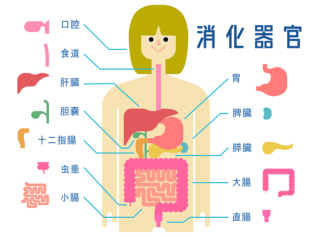 口から肛門