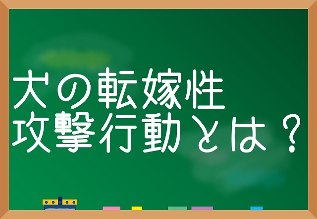 転嫁性攻撃行動 犬