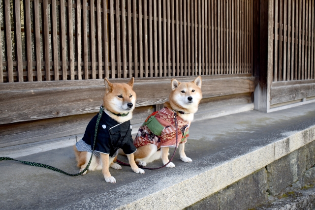 愛犬に服を着させるメリット