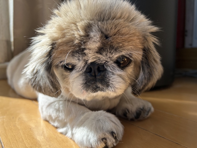 手足が冷たい老犬