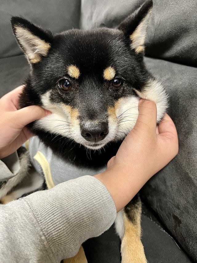 柴犬のほっぺが伸びる